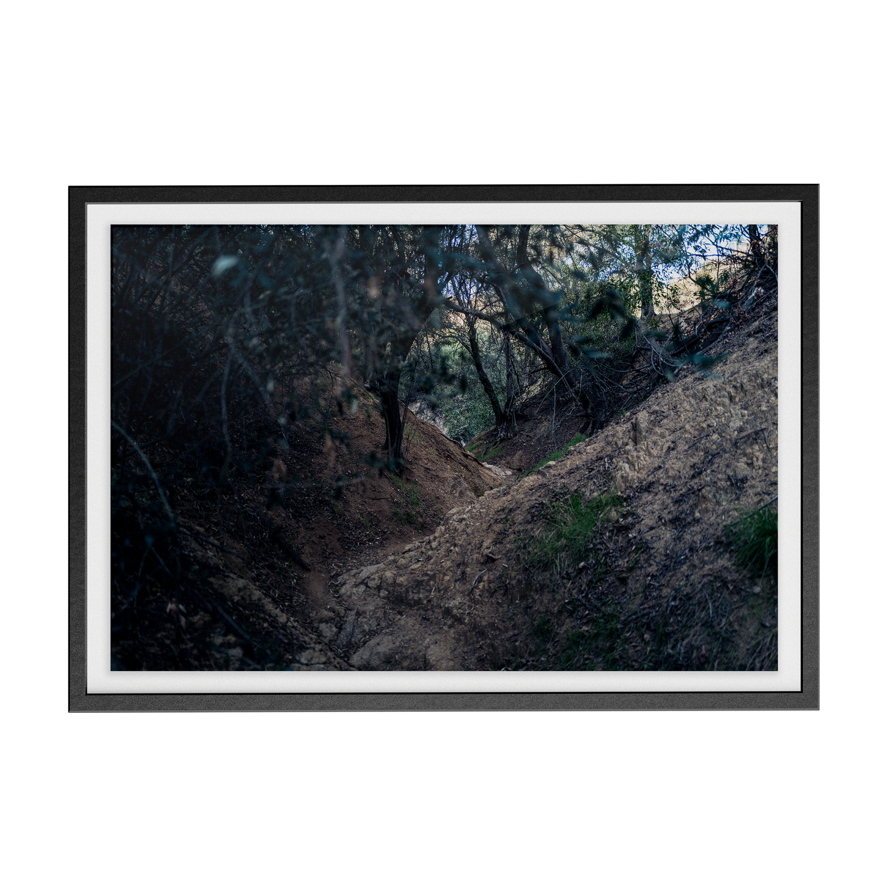Echo Forest Redux (01)