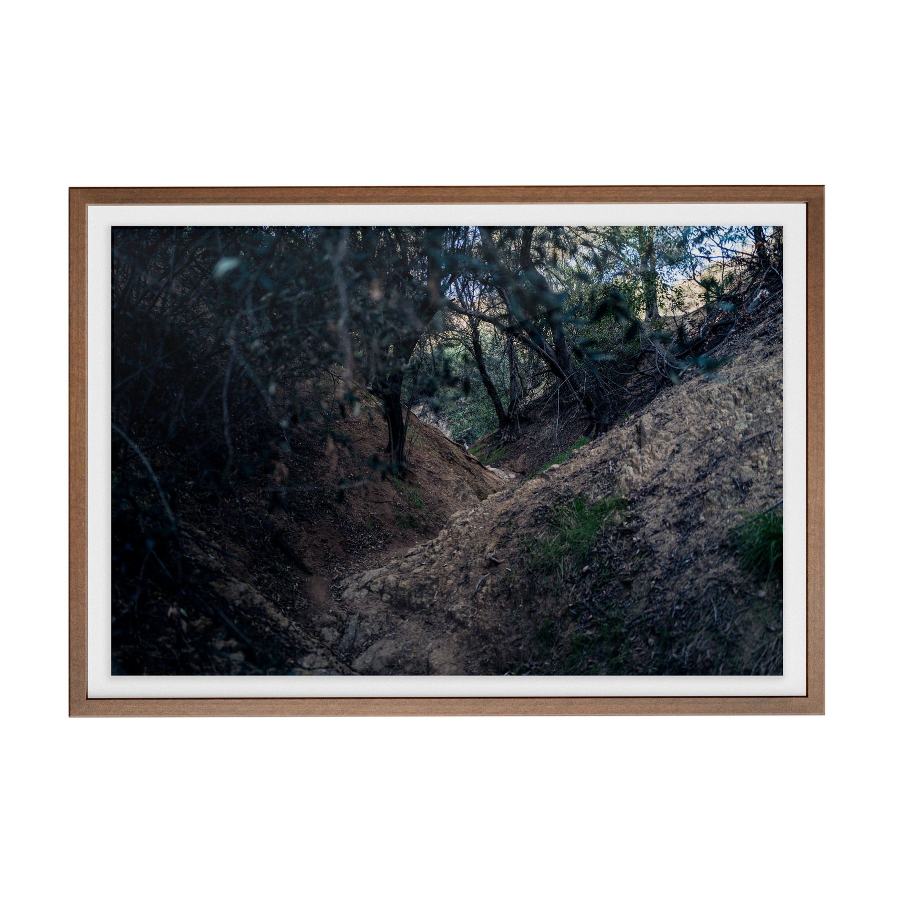 Echo Forest Redux (01)