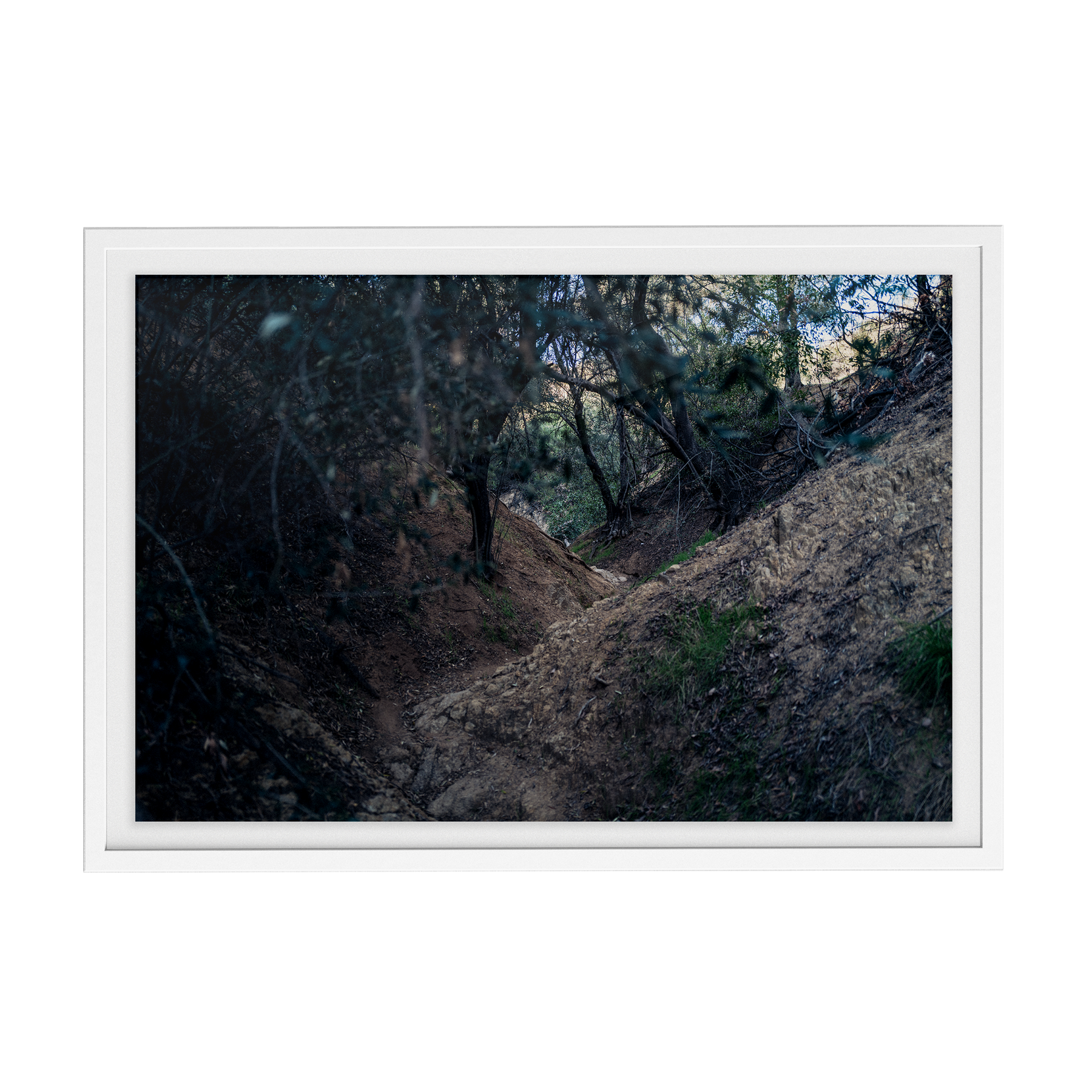 Echo Forest Redux (01)