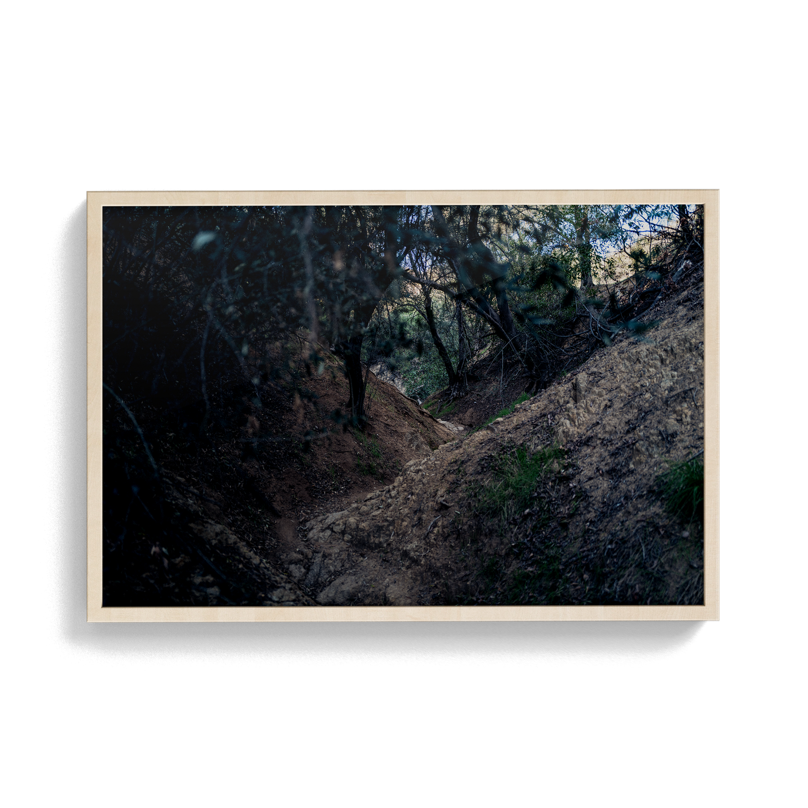Echo Forest Redux (01)