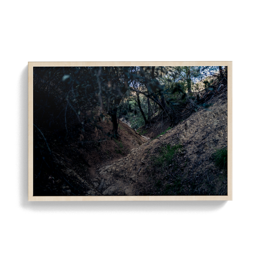 Echo Forest Redux (01)