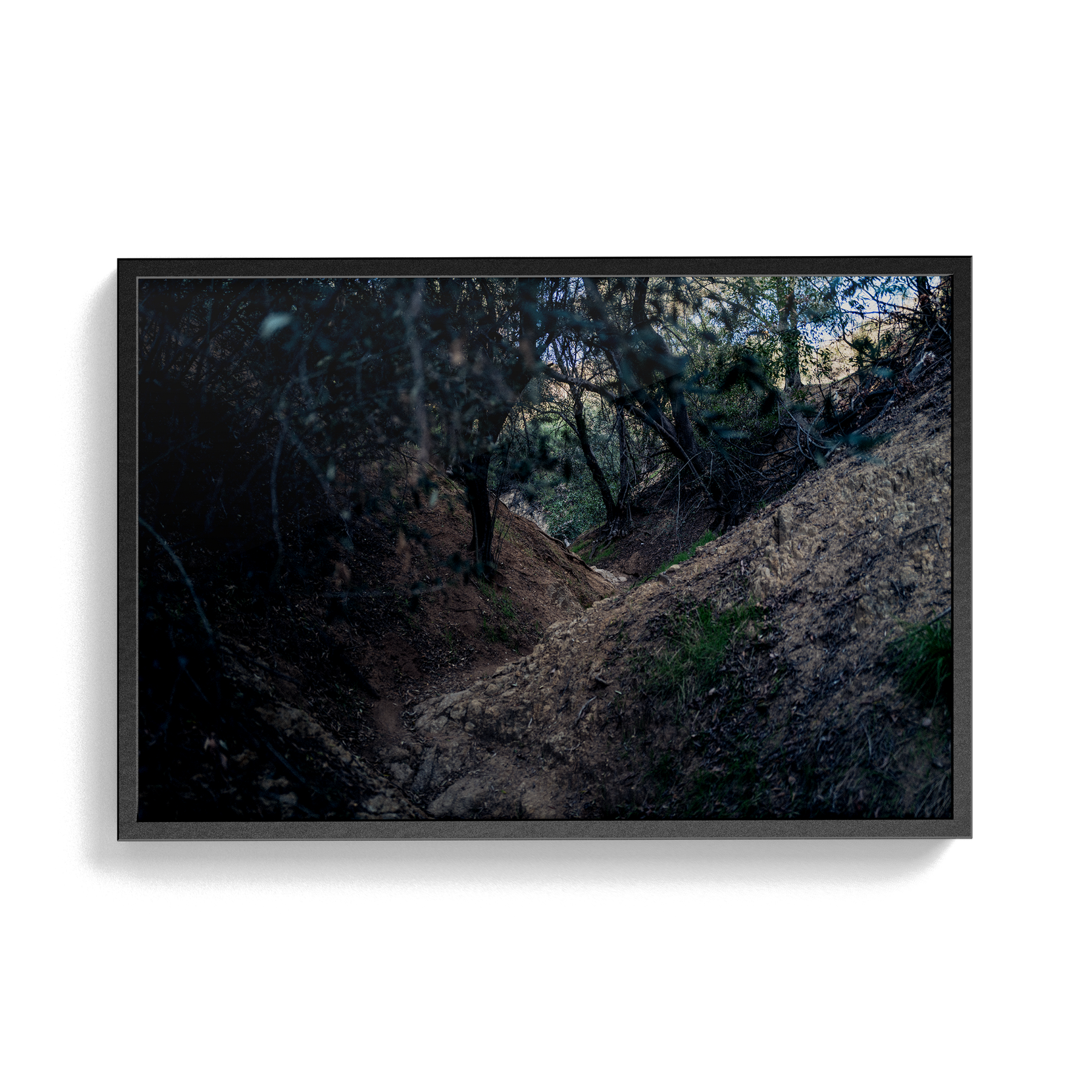 Echo Forest Redux (01)