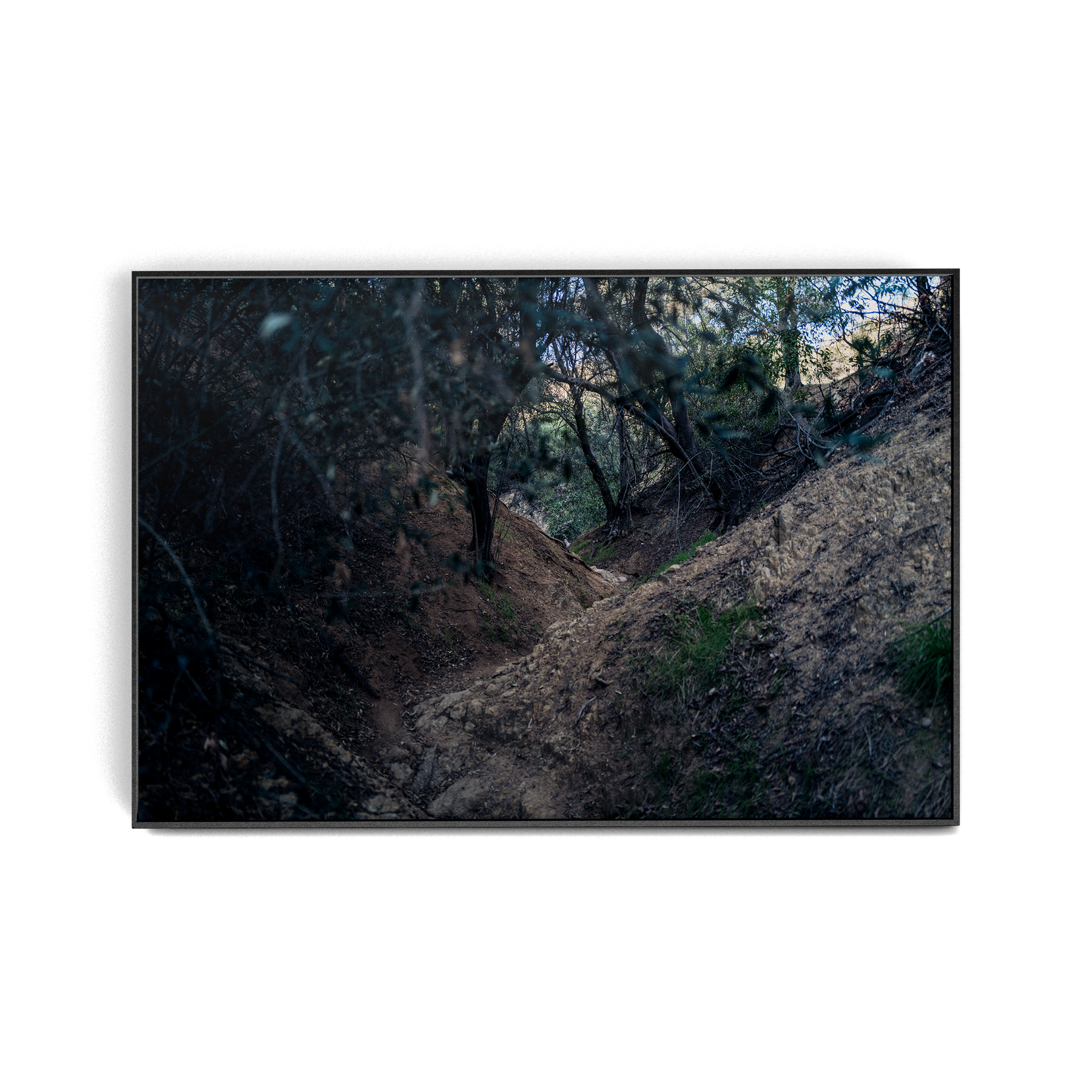 Echo Forest Redux (01)