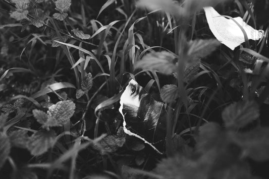 Isolation Diary (Lashings)