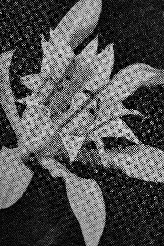 Osmium (2)