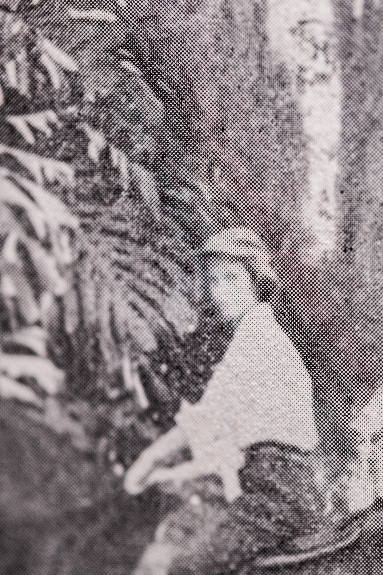 Suite Exotica Nova (3)