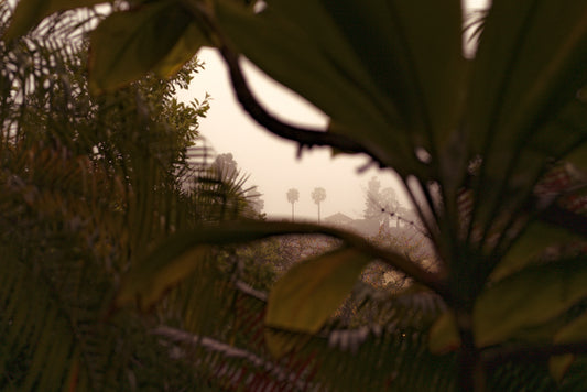 Isolation Diary (Washed Palms)
