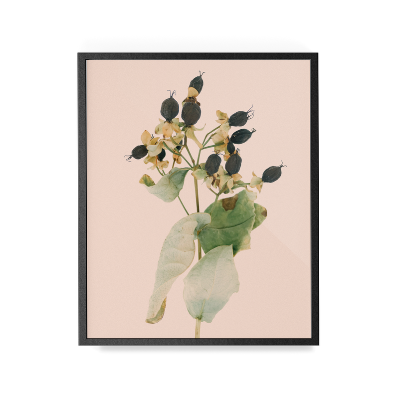 Arid Botanics (i) photographic print