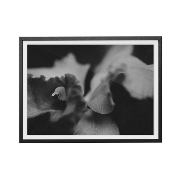 Bevard's Bloom (i) photographic print