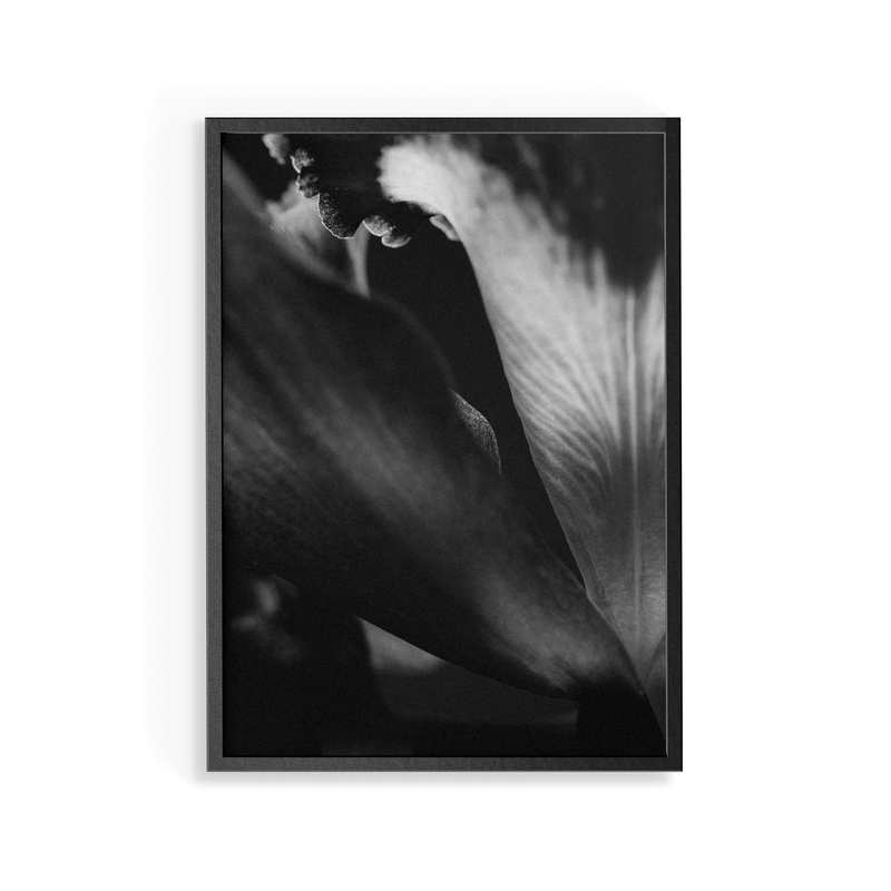Bevard's Bloom (ii) photographic print