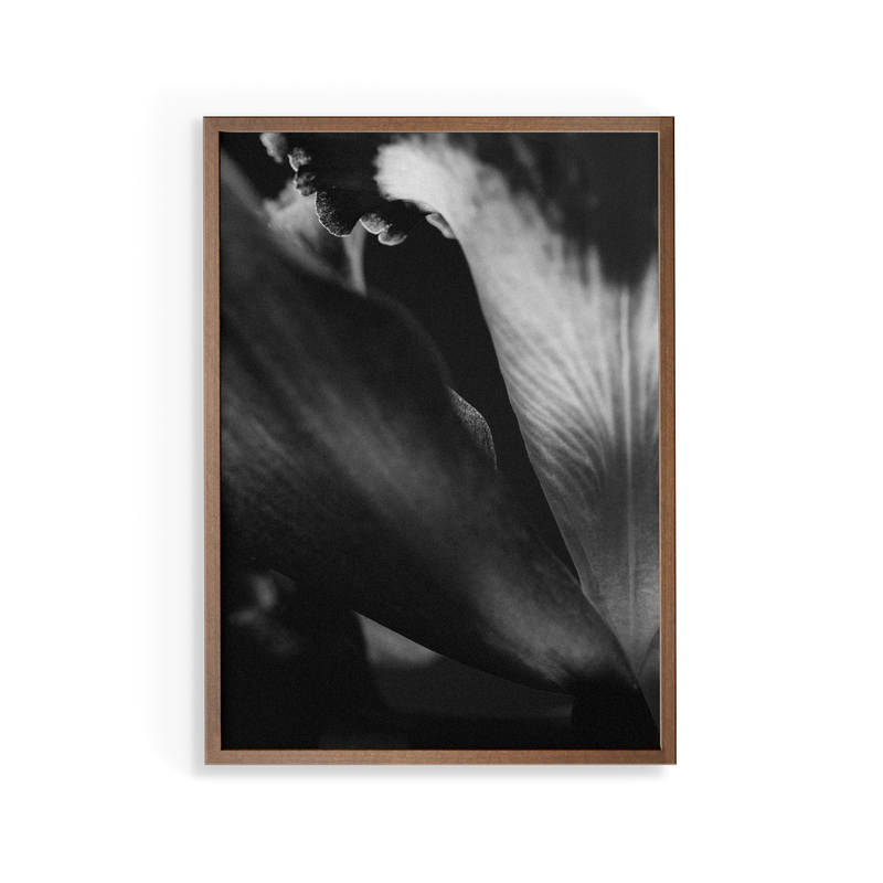 Bevard's Bloom (ii) photographic print