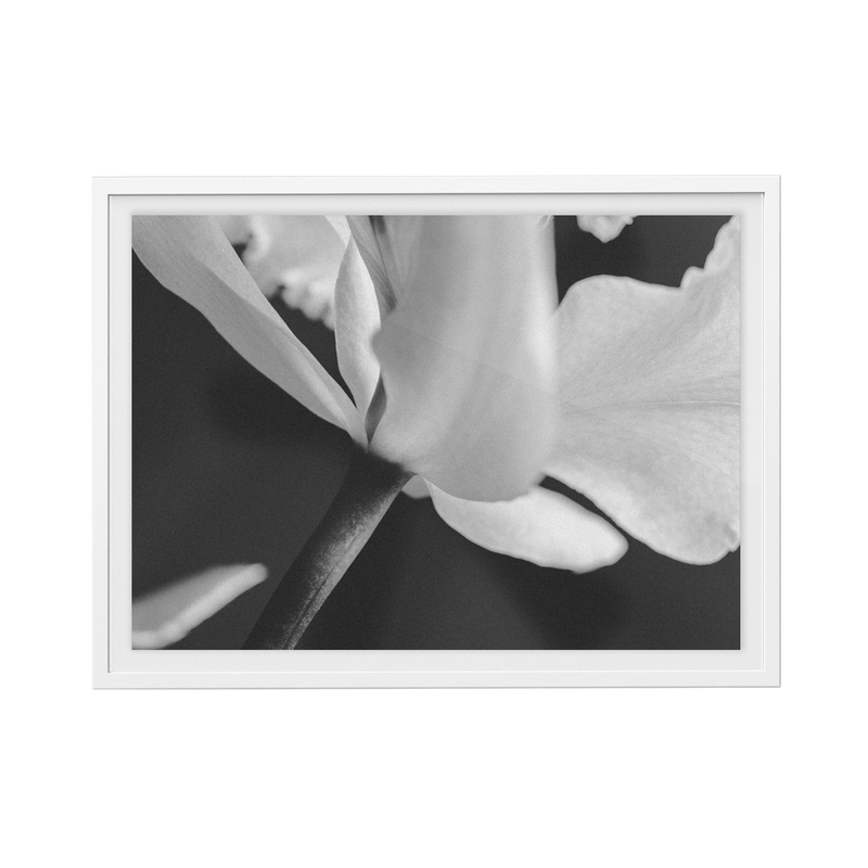 Bevard's Bloom (iii) photographic print