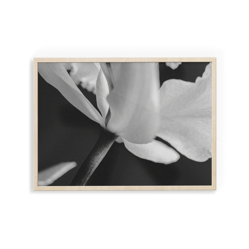 Bevard's Bloom (iii) photographic print