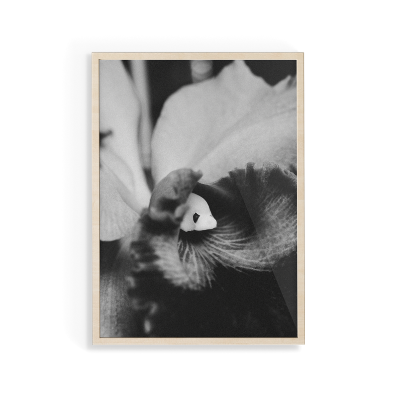 Bevard's Bloom (iv) photographic print