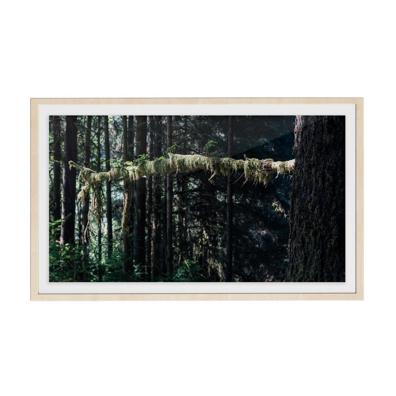 Echo Forest (xi) photographic print