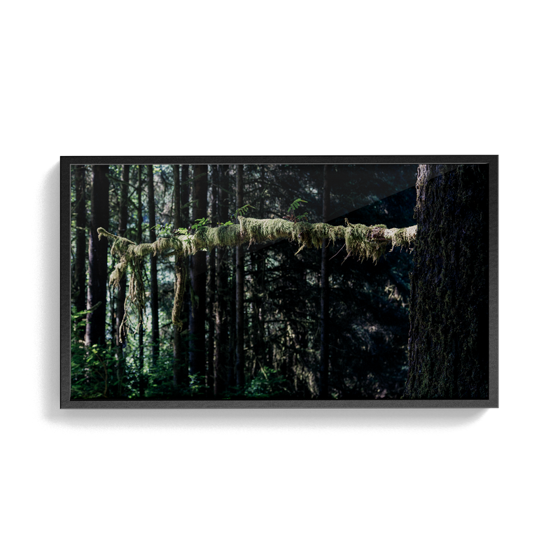 Echo Forest (xi) photographic print