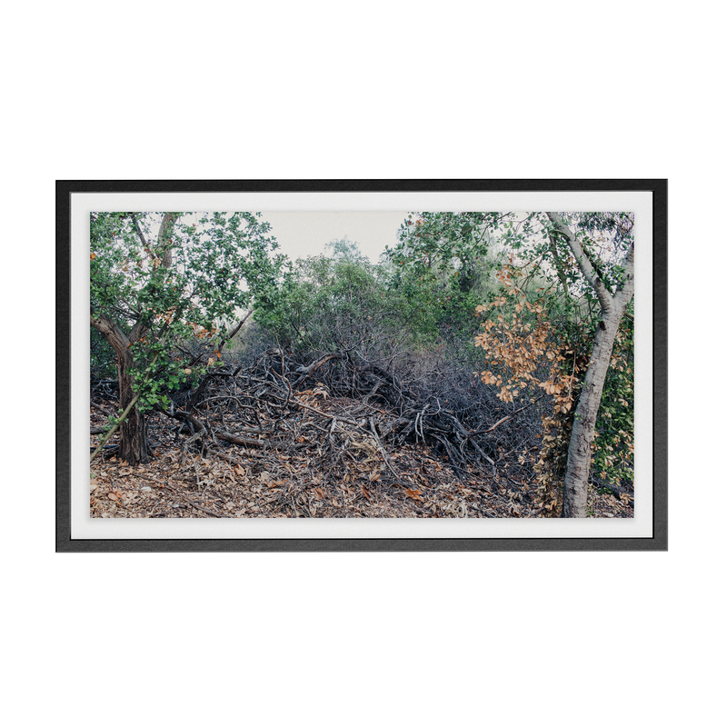 Echo Forest (iii) photographic print