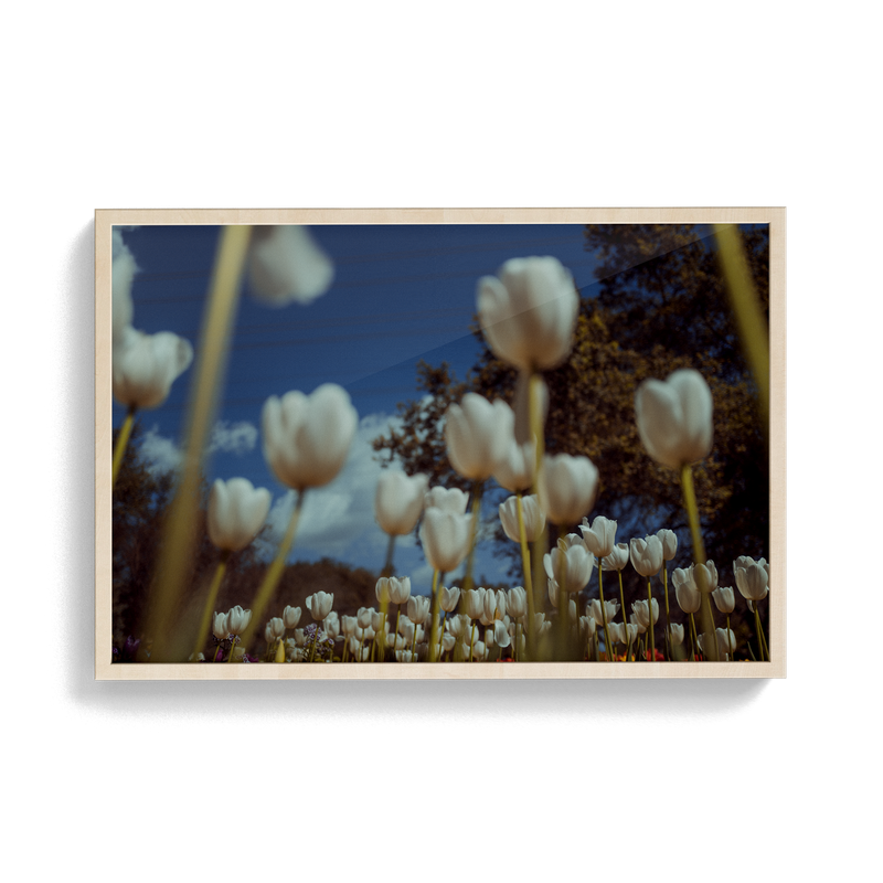Monoco (Spring) photographic print