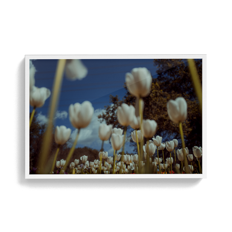 Monoco (Spring) photographic print