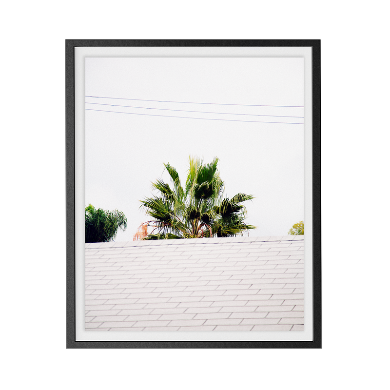 Palm Roof photographic print