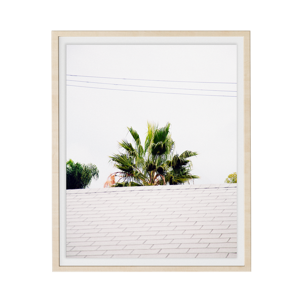 Palm Roof photographic print