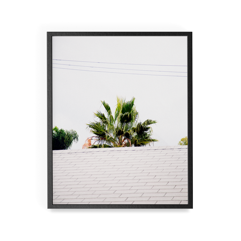 Palm Roof photographic print