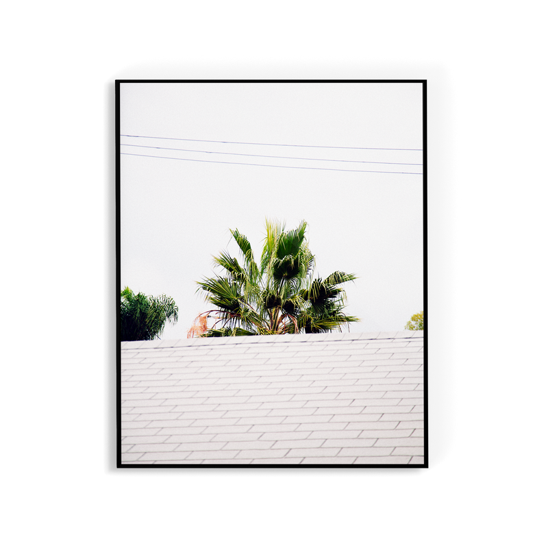 Palm Roof photographic print